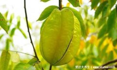 杨桃的功效与作用吃法，哪些人不能吃杨桃(4种吃法5大禁忌)