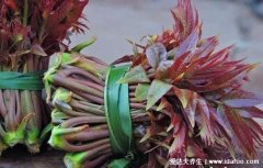 香椿含有致癌物已确定，别担心注意4点吃起来才健康(附功效禁忌)