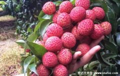 荔枝最好的前三个品种是什么，桂味荔枝带有桂花香气绝了