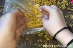 桂花怎么处理后可以食用，5个步骤处理桂花(不要晾晒而是用吹风机)