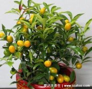 客厅最旺宅的大型植物，天堂鸟/金钱数/平安树都可以(5种植物)