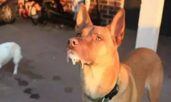 我得了狂犬病我不想死怎么办
