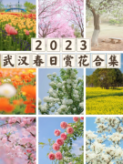 武汉花博汇樱花开了吗2023