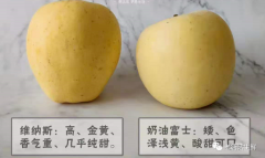 黄金维纳斯苹果和奶油富士是一个品种吗