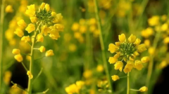 2023年江西油菜花几月份开花