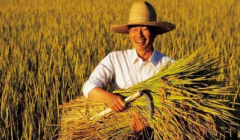 2023粮食补贴是国家直接发放吗