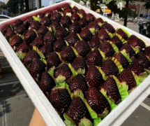 黑色草莓多少钱一斤