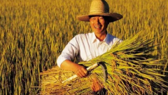 2023年的粮食补贴下来了吗