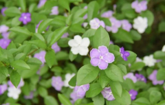 2023年闰二月是好是坏