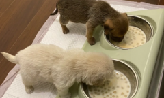买狗不退打12315有用吗