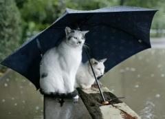 2023年苏州三月份下雨多吗