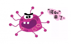 诺如病毒就是xbb病毒吗
