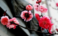 <b>3月去长沙橘子洲能看到梅花吗</b>
