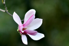 玉兰花几月开花哪个季节