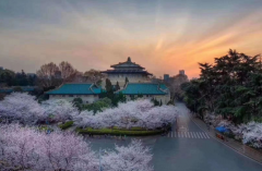 2023武汉大学樱花什么时候开花