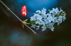 2023清明节放假不调休吗