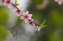 2023清明节有哪些生肖不能上坟
