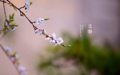 2023年立春哪几个属相躲春
